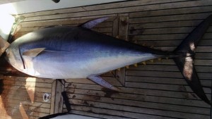 200 plus lbs Yellowfin Tuna